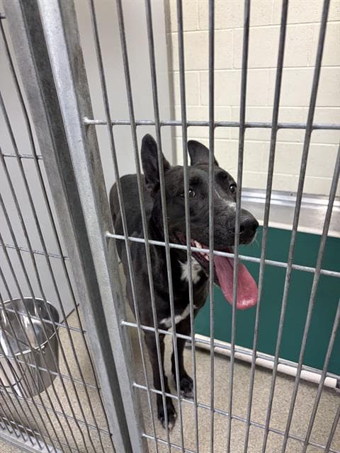 Ibiza - Pit Bull Terrier
