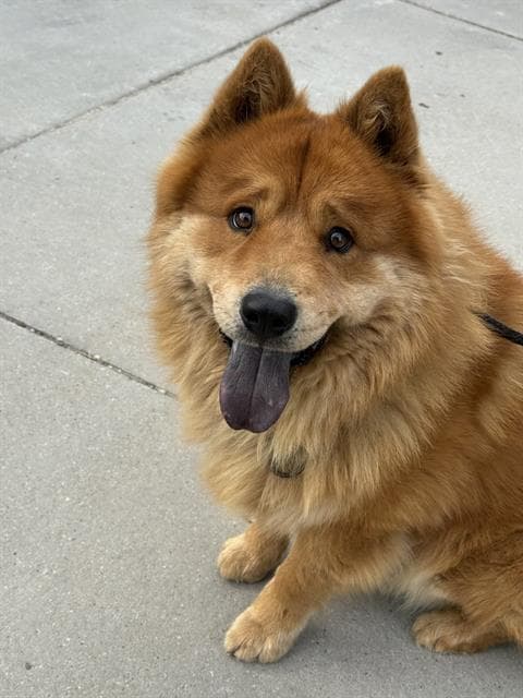 Minnow - Chow Chow