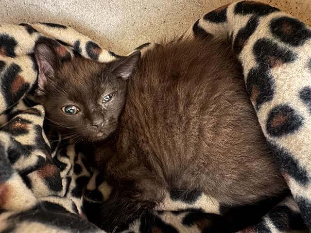 Unknown - Domestic Short Hair