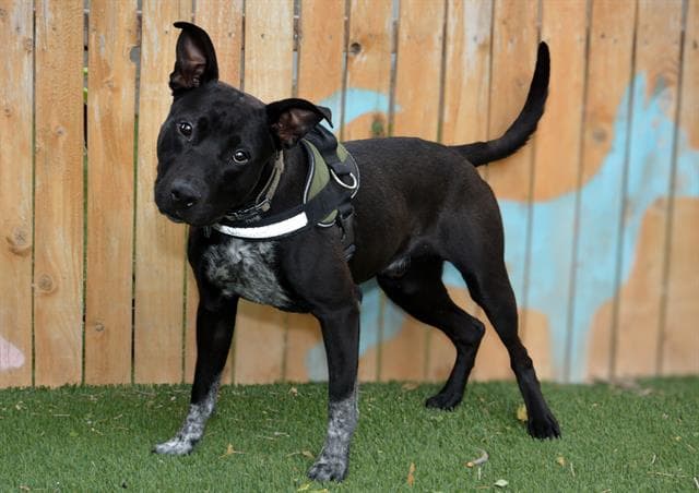 Keeper - Labrador Retriever