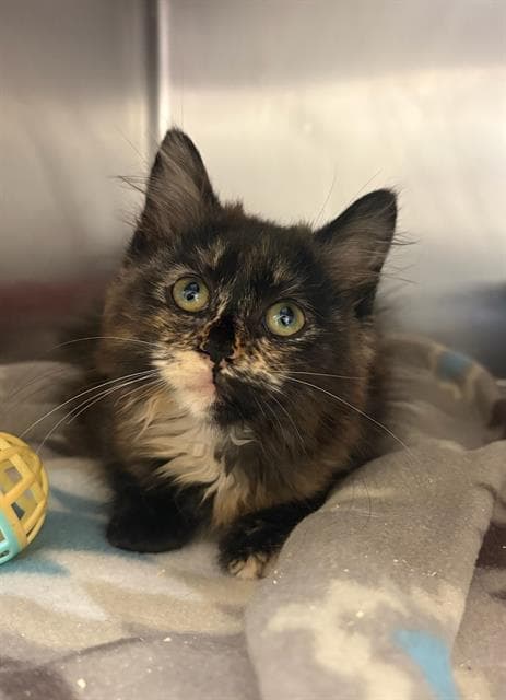 Dandelion - Domestic Short Hair