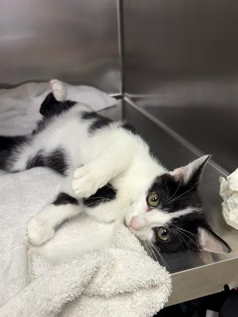 Goof - Domestic Short Hair