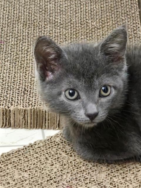 Rolo - Domestic Short Hair