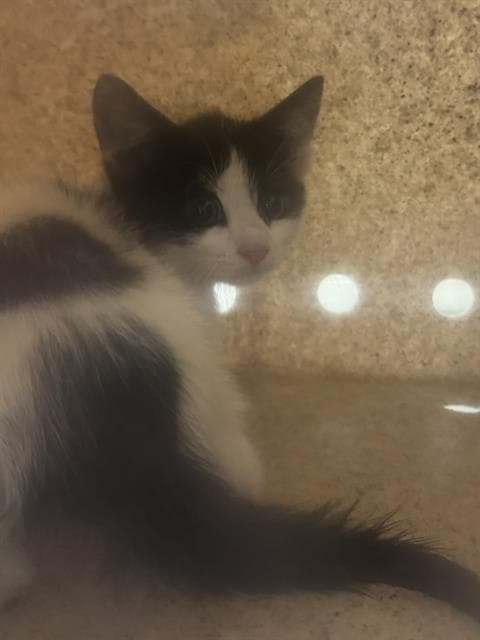 Leftover Burrito Jr - Domestic Short Hair