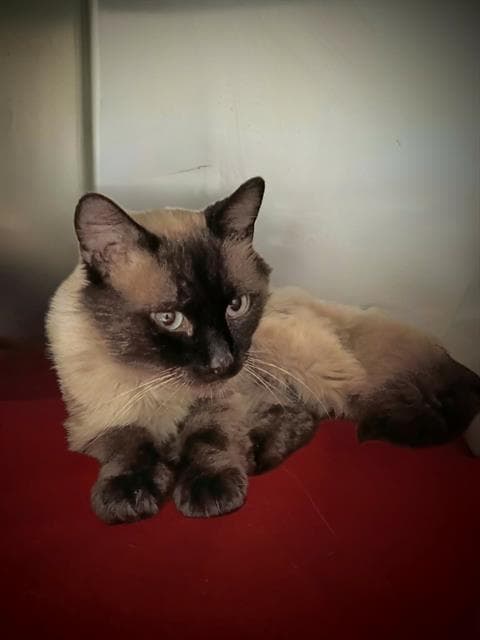 Greg - Siamese