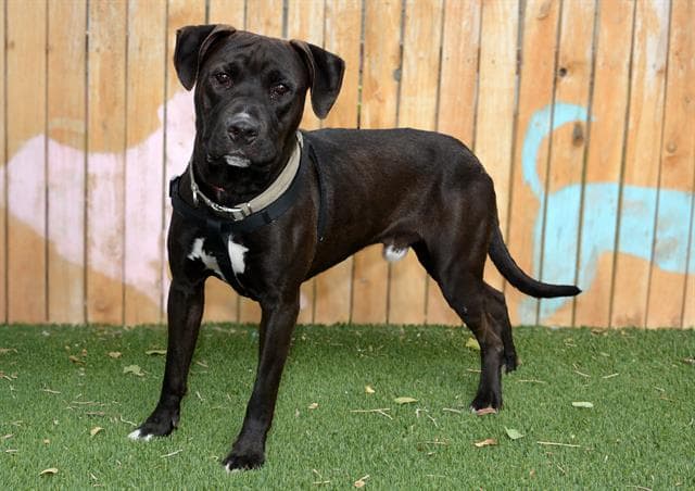 Swiper - Pit Bull Terrier