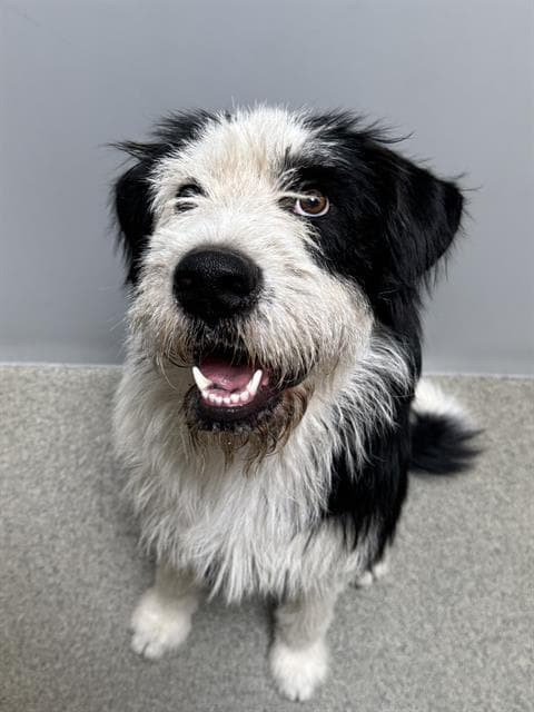 Madden - Old English Sheepdog