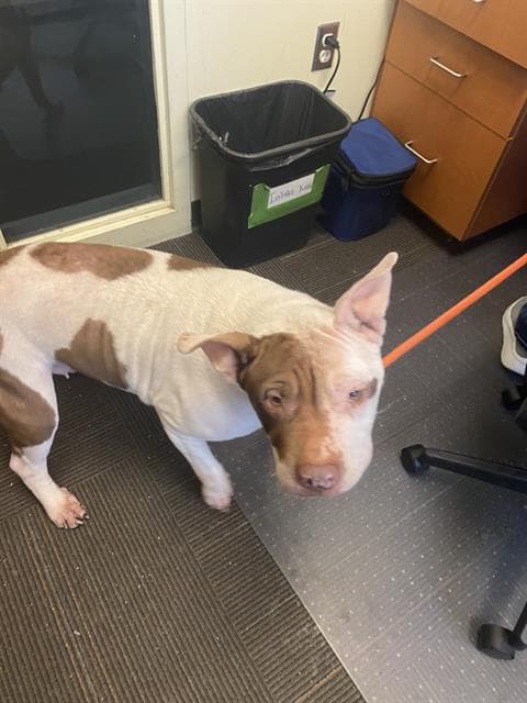 Peppa Piggy - Pit Bull Terrier