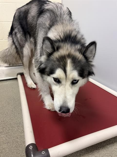 Nova Meadow - Siberian Husky