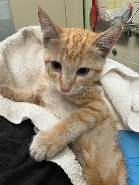Linda - Domestic Short Hair