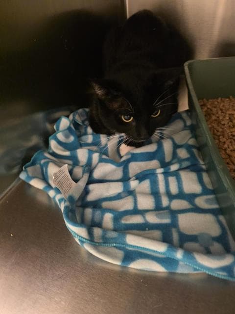 Mugwort Mcscrungle - Domestic Short Hair