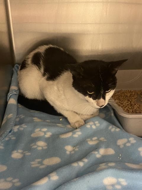 Coupon - Domestic Short Hair