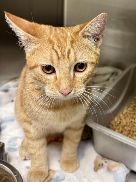Cheese Louise - Domestic Short Hair