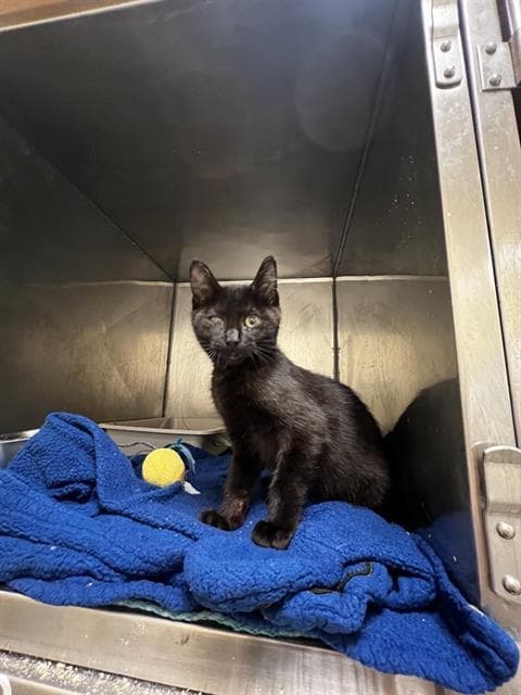 Fur  Special - Domestic Short Hair