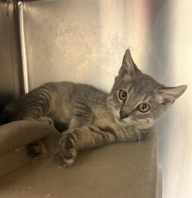 Ciabatta - Domestic Short Hair