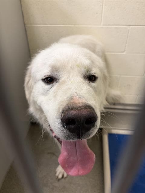 Samba - Great Pyrenees