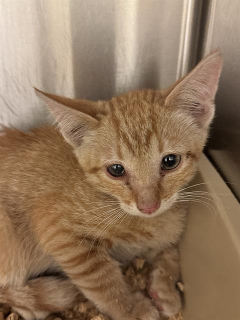Unknown - Domestic Short Hair