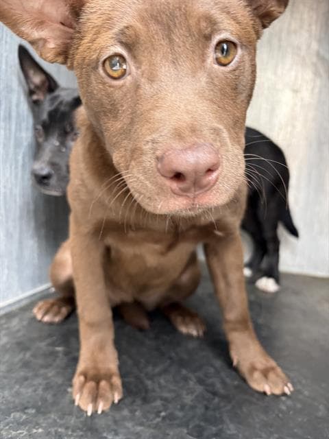 Unknown - Australian Kelpie