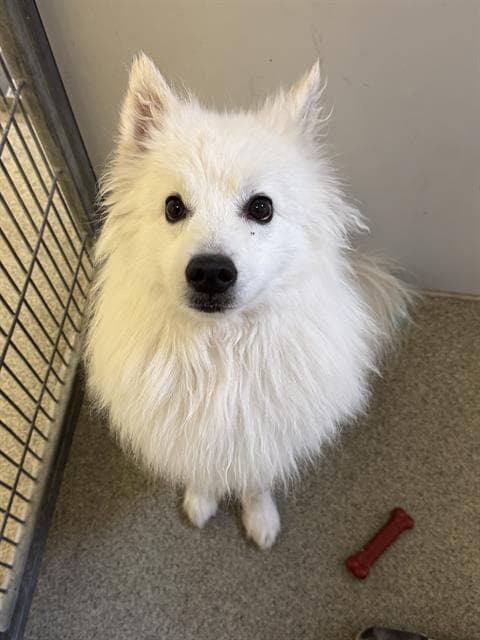 Unknown - American Eskimo Dog
