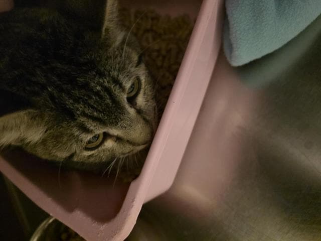 Unknown - Domestic Short Hair