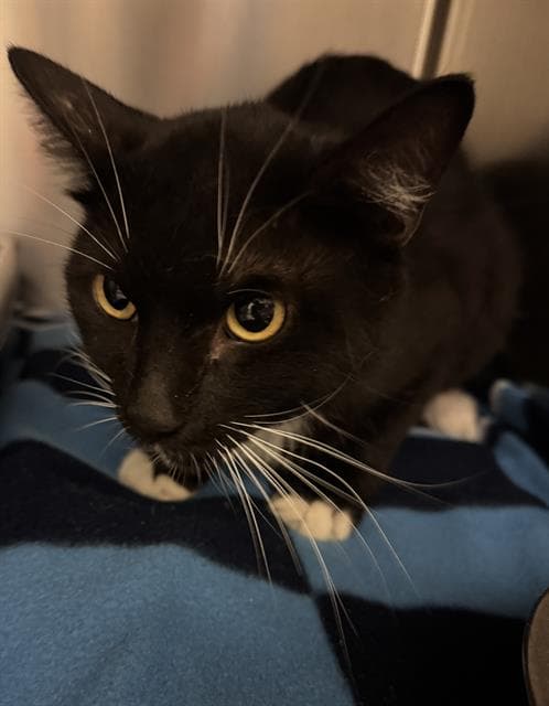 Unknown - Domestic Short Hair