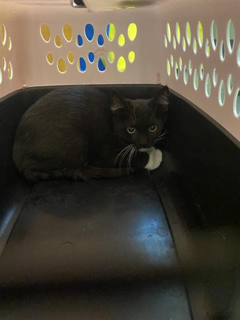 Unknown - Domestic Short Hair