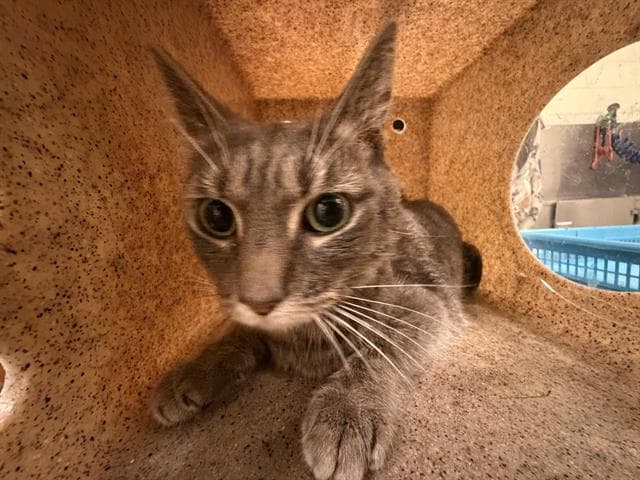 Nezi - Domestic Short Hair