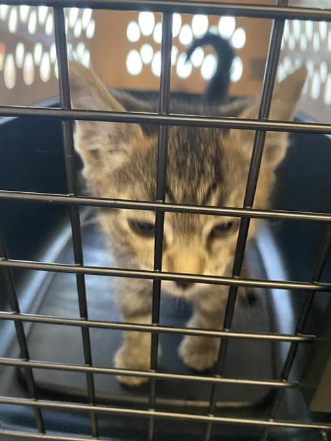 Buster - Domestic Short Hair