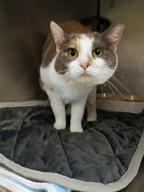 Hannah Banana - Domestic Short Hair