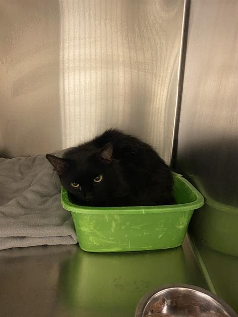 Luigi - Domestic Long Hair