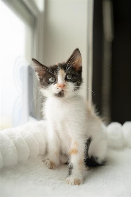 Mochi - Domestic Short Hair
