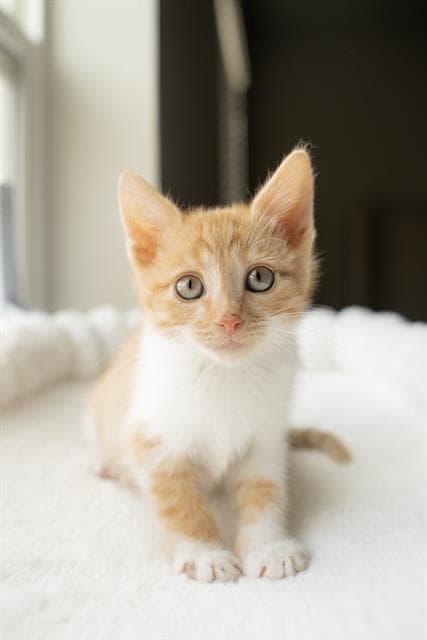 Yachi - Domestic Short Hair