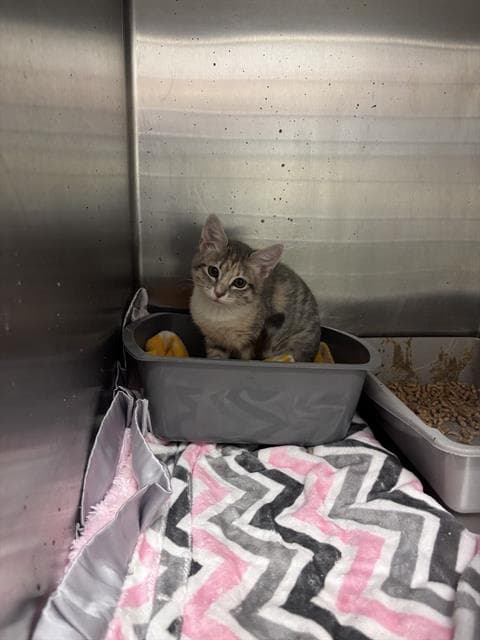 Unsupervised - Domestic Short Hair