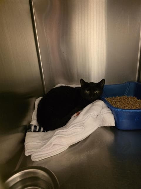 Edgar Allan Paw - Domestic Short Hair