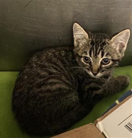 Barbara - Domestic Short Hair