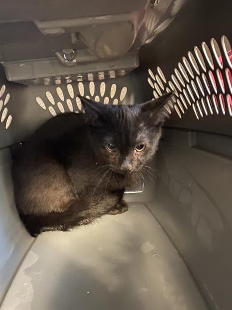 Pocket Void - Domestic Short Hair