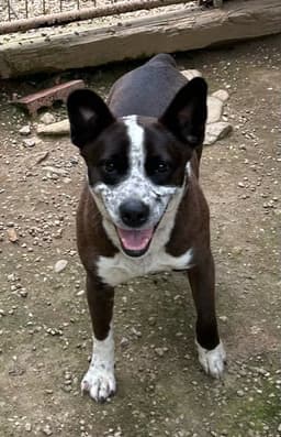 Benji image 2