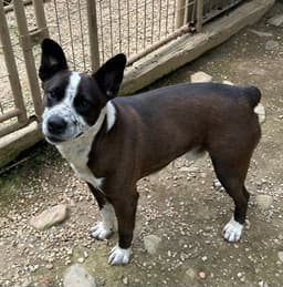 Benji image 3
