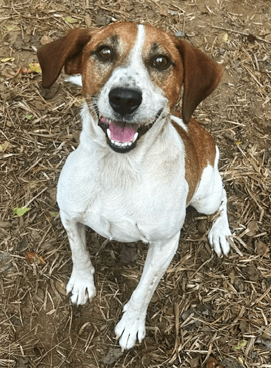 Farley - Beagle