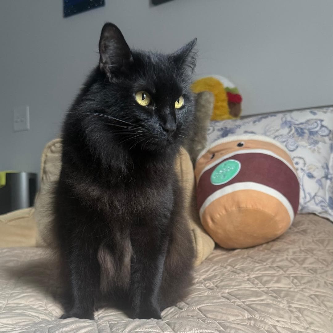 Nova Adopted - Domestic Long Hair