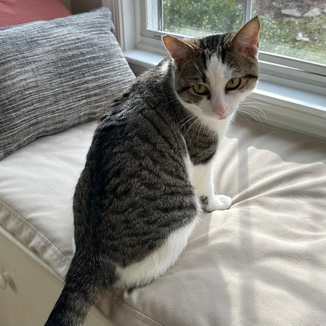 Felipe - Domestic Short Hair
