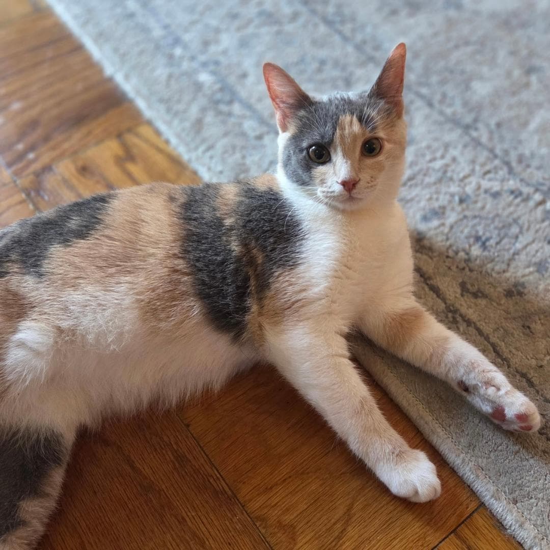 Lily Adopted - Domestic Short Hair
