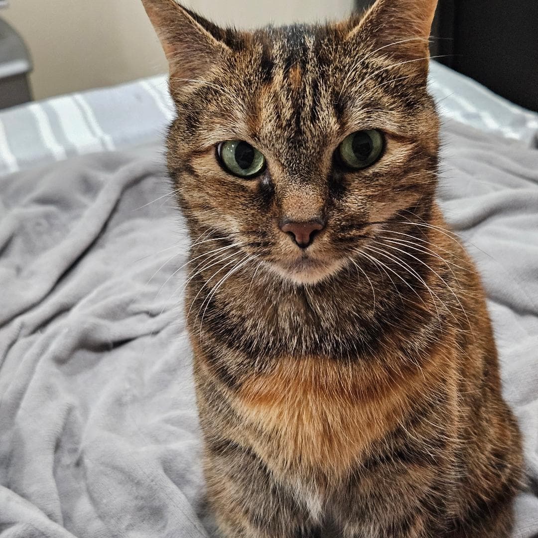 Bella Adopted - Domestic Short Hair