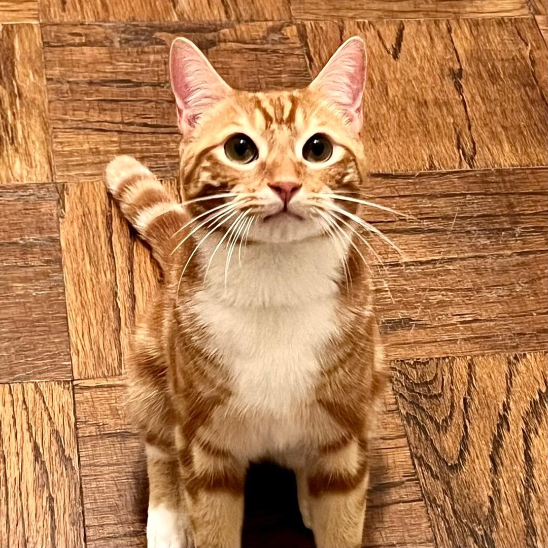 Mango - Domestic Short Hair