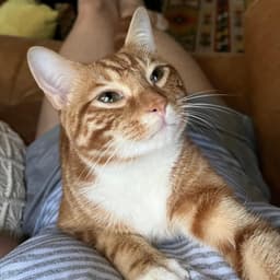 Mango image 2