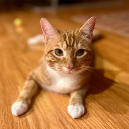 Mango image 4
