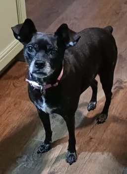 Gigi image 1