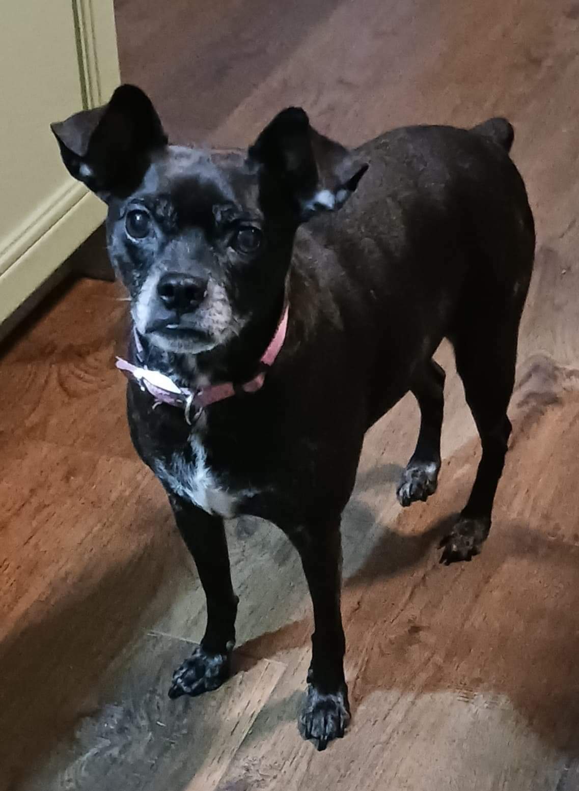 Gigi - Boston Terrier