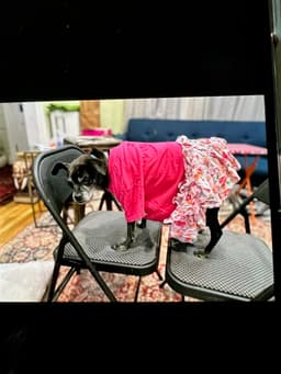 Gigi image 4