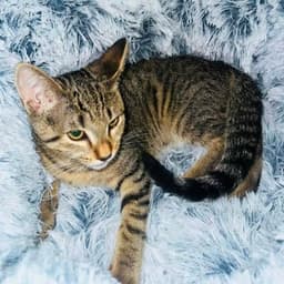 Tigress And Pantera Need Foster Home image 1